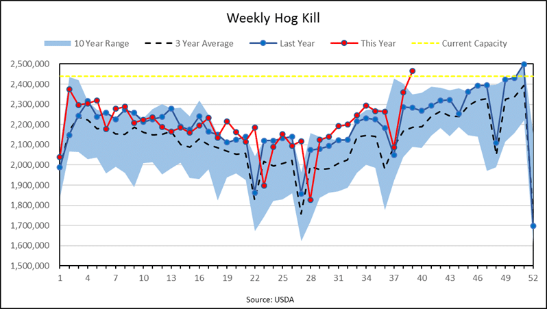 weekly-hog-kill