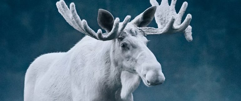 White Moose Banner